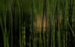 Preview wallpaper grass, plants, pond, green