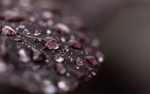 Preview wallpaper leaf, dew, drops, wet, macro