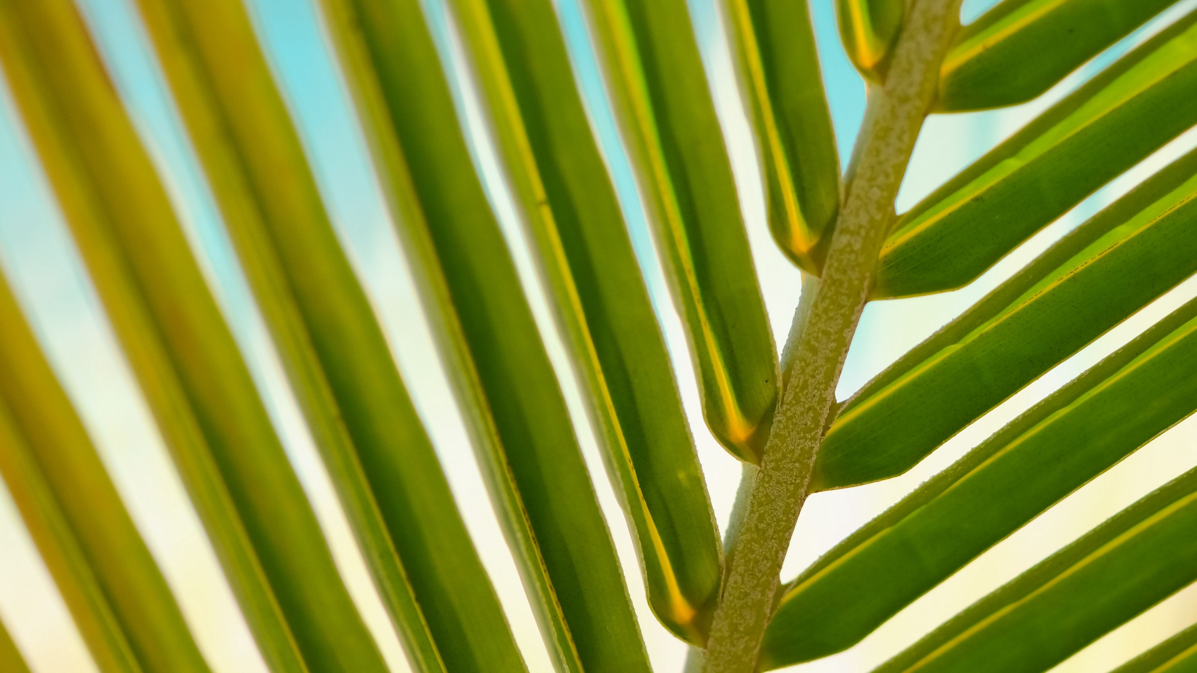 Download wallpaper 3840x2160 leaf, palm tree, branch, close-up 4k uhd ...