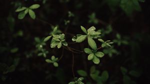 Preview wallpaper leaves, dew, macro, plant, bush