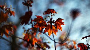 Preview wallpaper macro, autumn, maple, bokeh, nature, leaves, branches