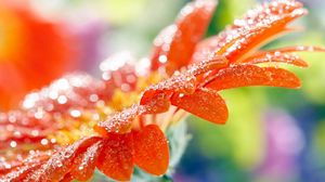 Preview wallpaper macro, flower, drops, dew