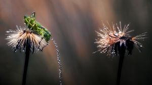 Preview wallpaper macro, grasshopper, dandelion, dew, drops, light