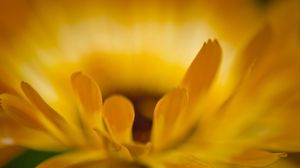 Preview wallpaper macro, petals, flower, yellow