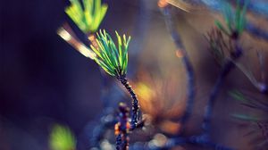 Preview wallpaper macro, twigs, pine needles, herbs, sprout, bokeh