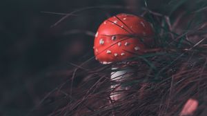 Preview wallpaper mushroom, fly agaric, grass, blur