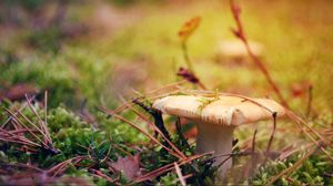 Preview wallpaper mushroom, grass, autumn, dry