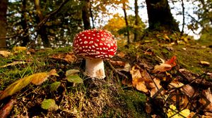 Preview wallpaper mushroom, grass, autumn