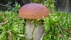 Preview wallpaper mushroom, grass, food