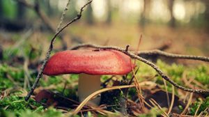 Preview wallpaper mushroom, grass, forest