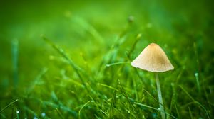 Preview wallpaper mushroom, grass, plants, macro