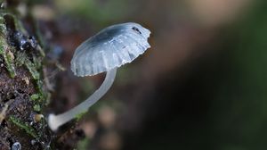 Preview wallpaper mushroom, macro, blur