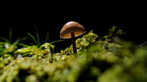 Preview wallpaper mushroom, moss, forest, nature, macro