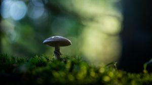 Preview wallpaper mushroom, moss, macro, blur