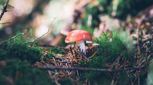 Preview wallpaper mushroom, mushrooms, needles, branches, grass