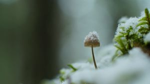 Preview wallpaper mushroom, snow, blur, macro