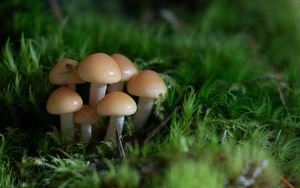 Preview wallpaper mushrooms, grass, drops, macro