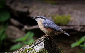 Preview wallpaper nuthatch, bird, wildlife, log