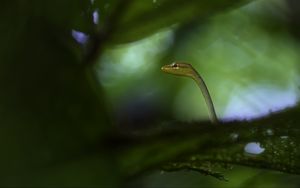 Preview wallpaper snake, leaves, plants, nature