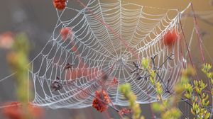 Preview wallpaper spider web, dew, wet, macro