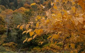 Preview wallpaper trees, autumn, pond, landscape, nature