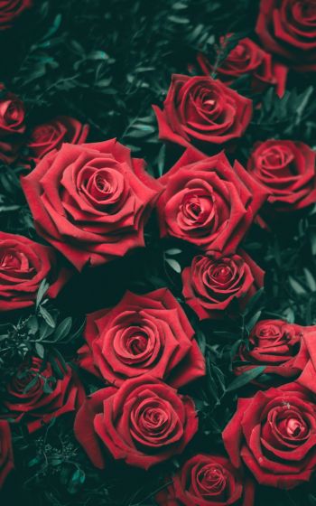 red roses, roses Wallpaper 1200x1920