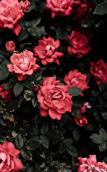 red roses, roses Wallpaper 1200x1920