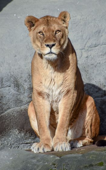 Zoo Hagenbeck, Lockstedter Grenzstrasse, Hamburg, Germany Wallpaper 1200x1920