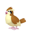 Pidgey