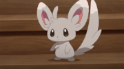 TOON05 Minccino.png