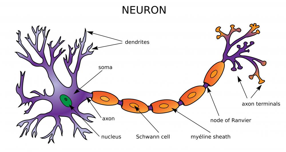 Neuron Cell Diagram With Labels