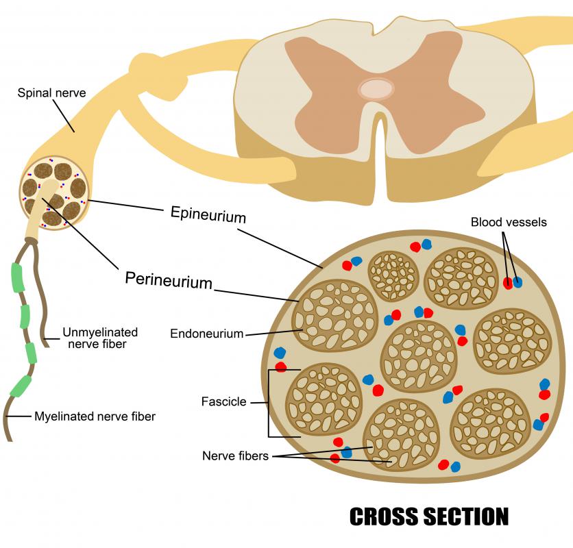 Diagram Of The Parts Of The Nerve