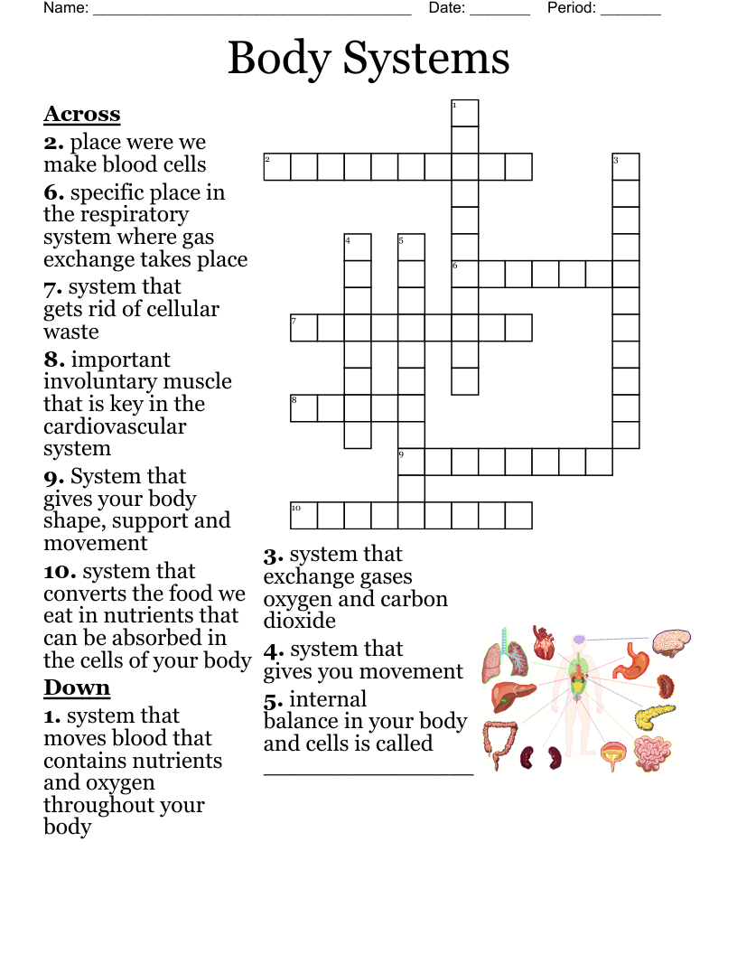 Body Systems Crossword