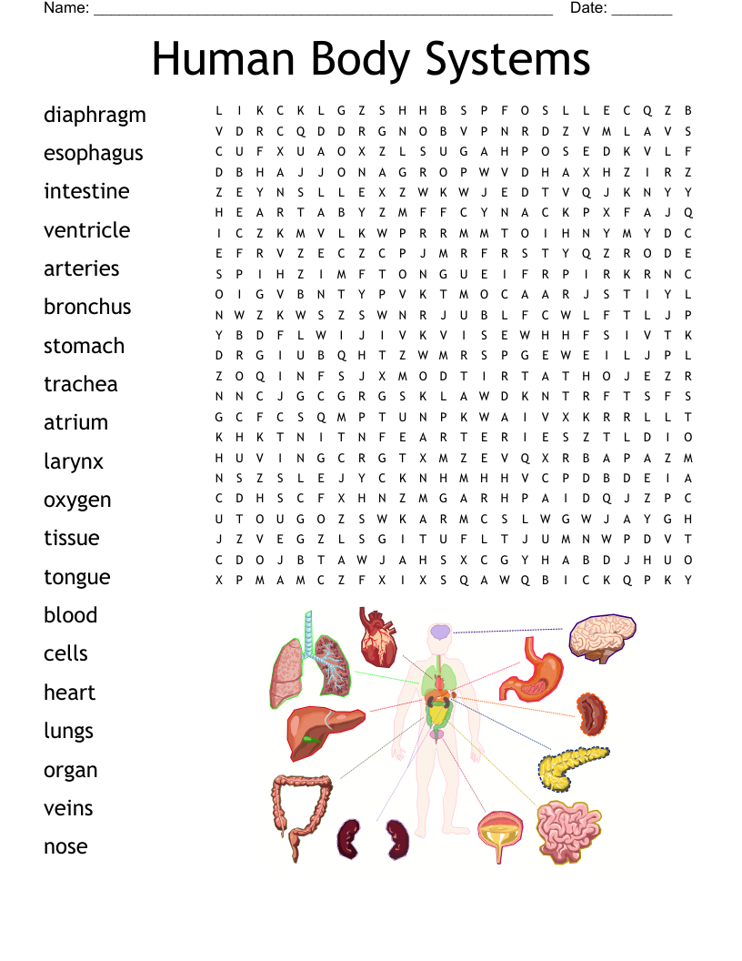 Human Body Systems Word Search - WordMint