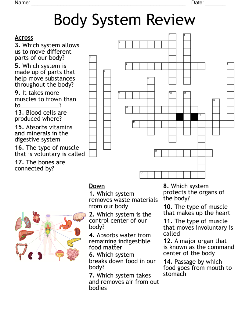 Human Body Systems Crossword Puzzle Wordmint - Gambaran