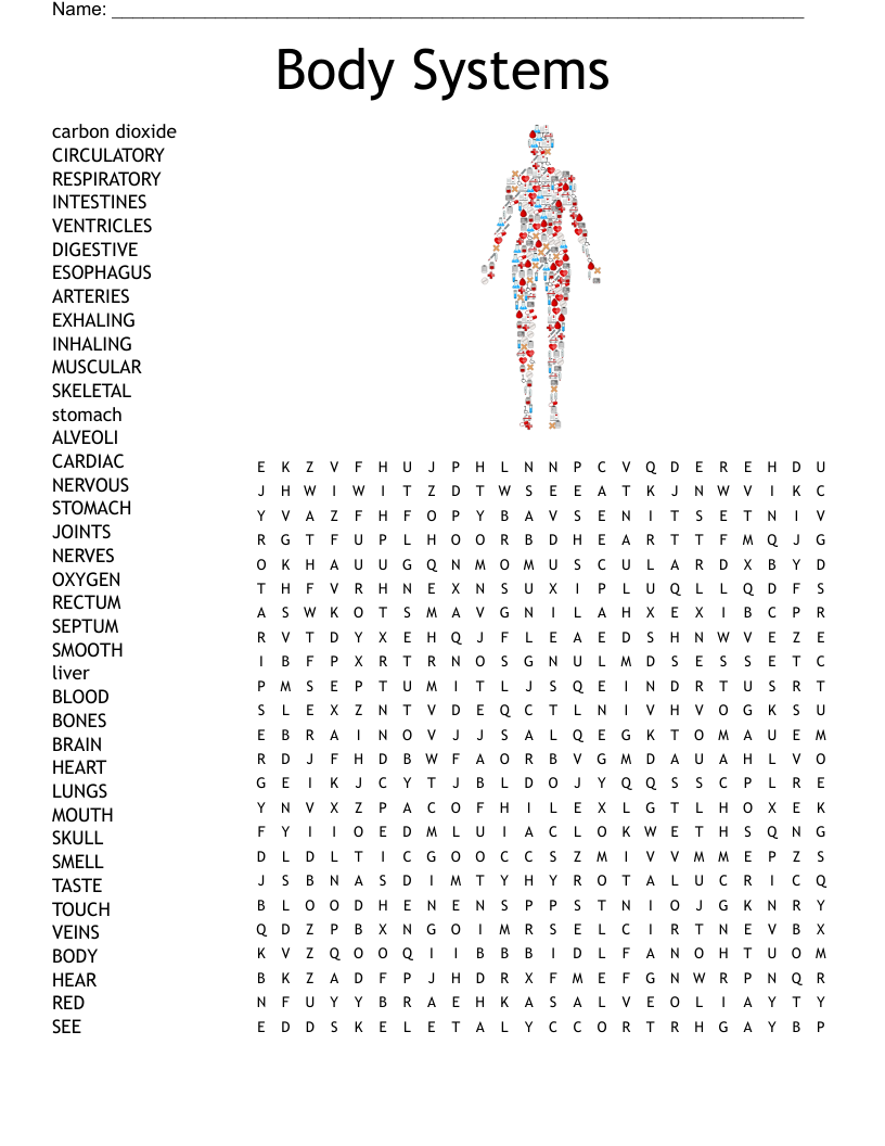 The Body Systems Word Search - WordMint