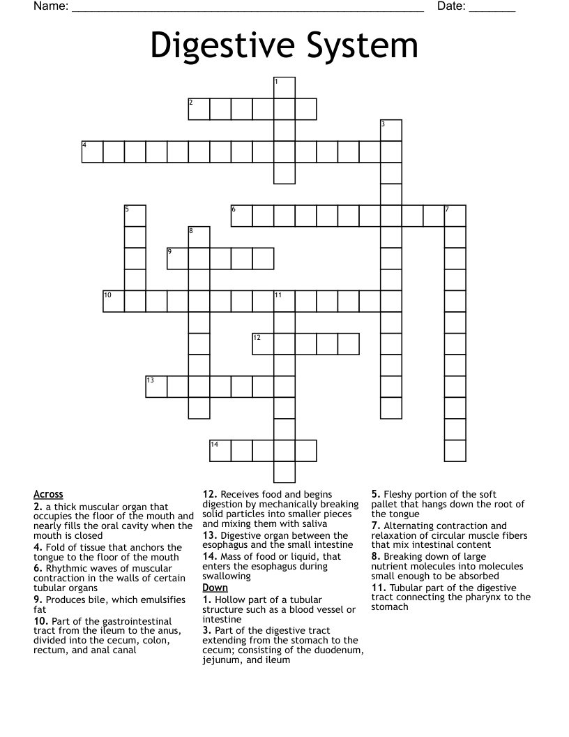 Digestive System Crossword