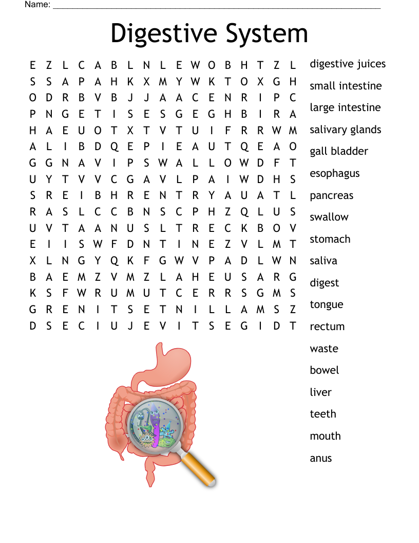 Digestive System Word Search