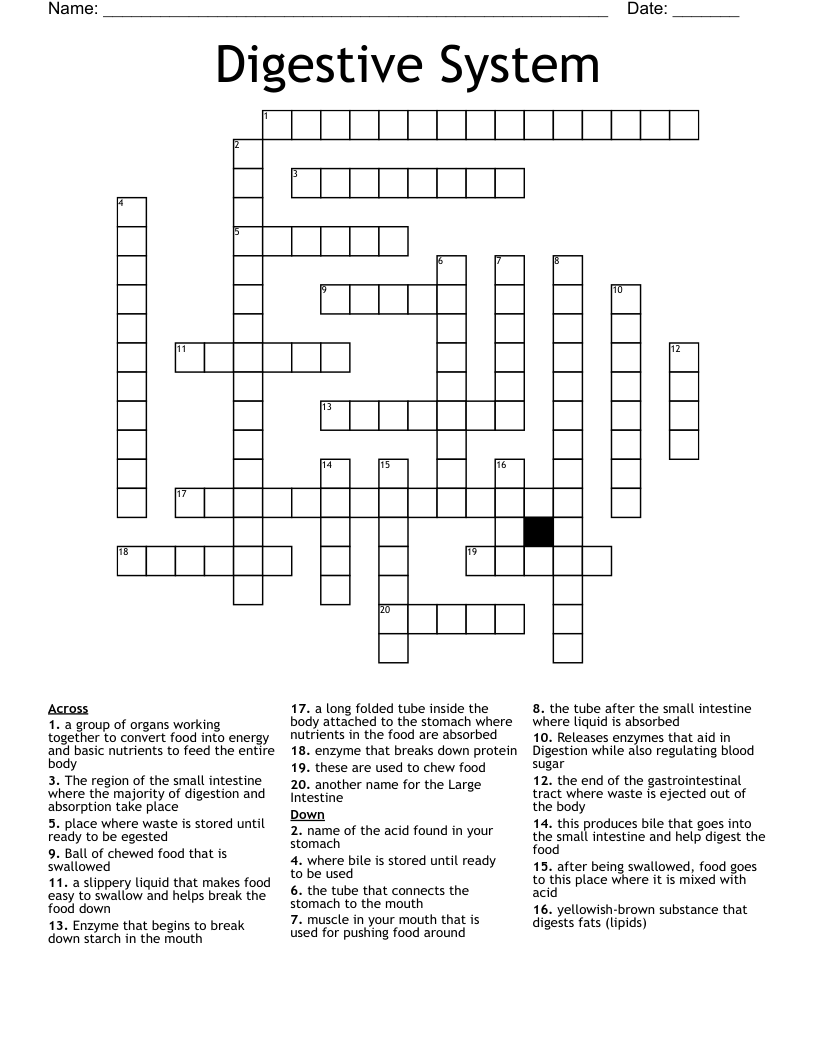 Digestive System Crossword