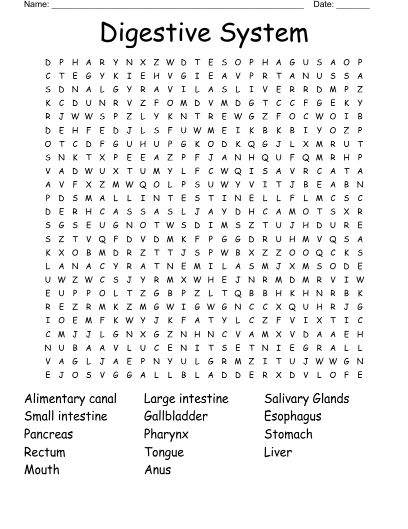 Digestive System Word Search