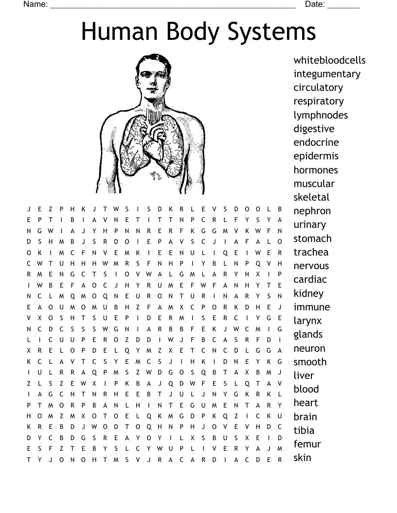 Human Body Systems Worksheet Answers - Worksheets For Kindergarten image.