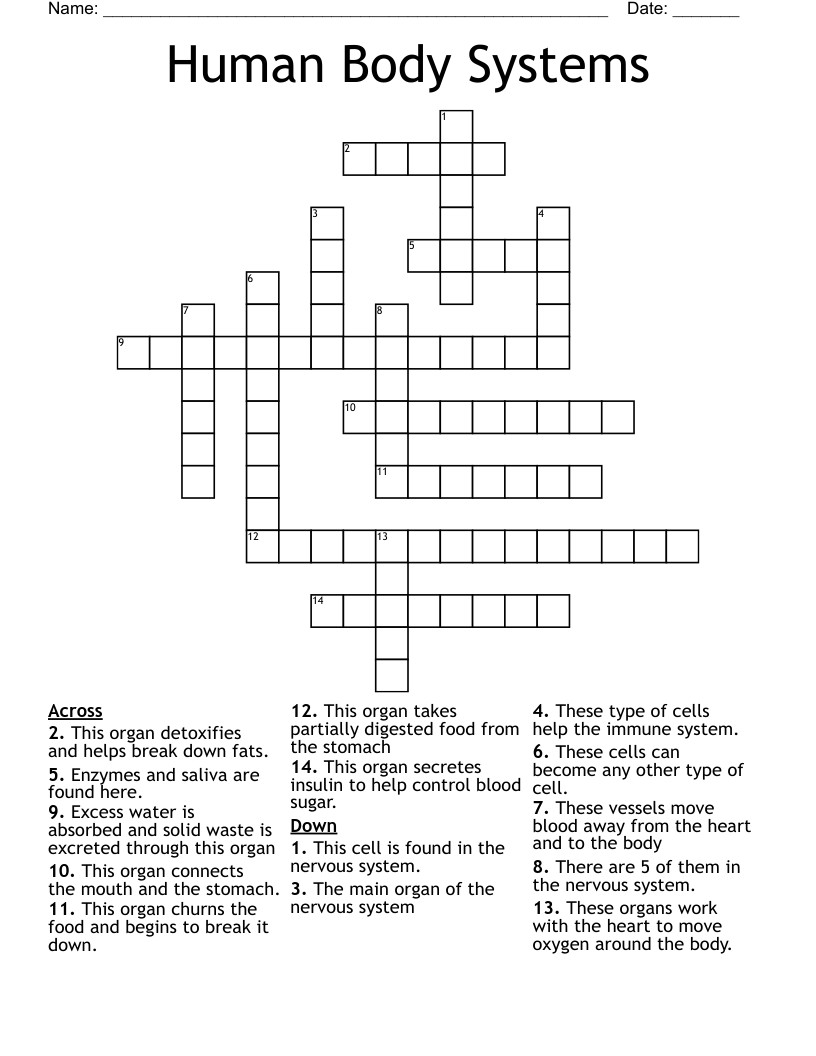 Human Body Systems Crossword - WordMint