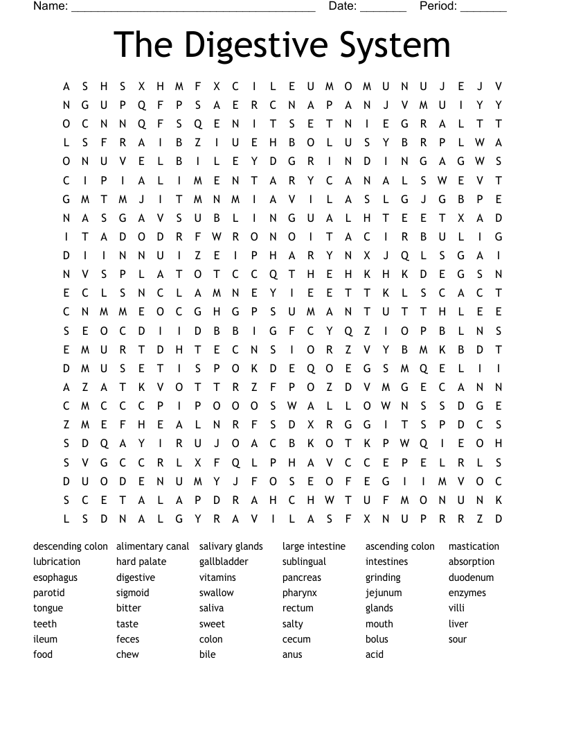 The Digestive System Word Search