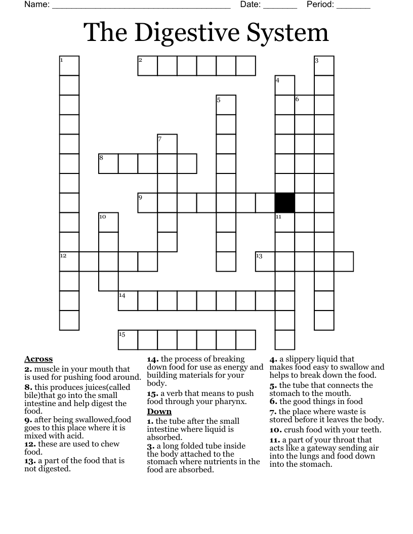 The Digestive System Crossword