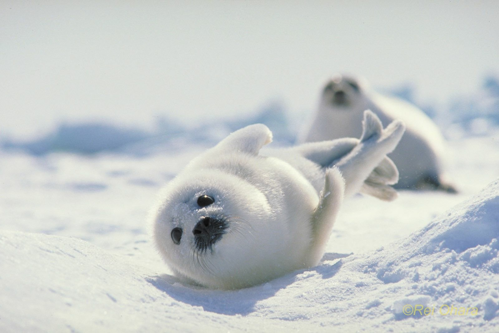 Seal Hd Wallpaper