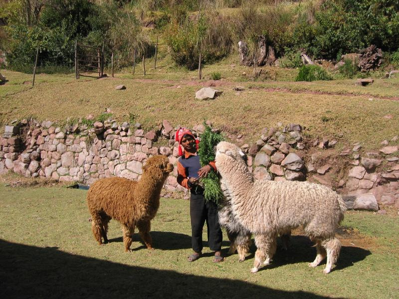 alpaca.jpg - Feeding the alpacas