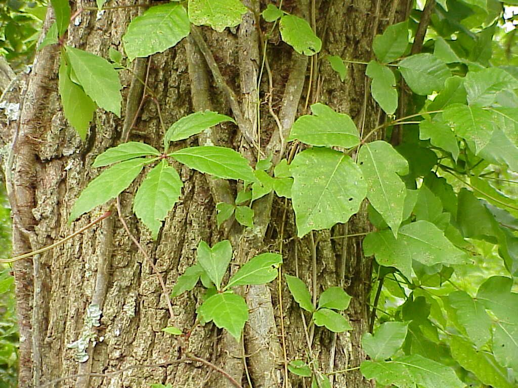 Poison Ivy and Virginia Creeper | Pics4Learning