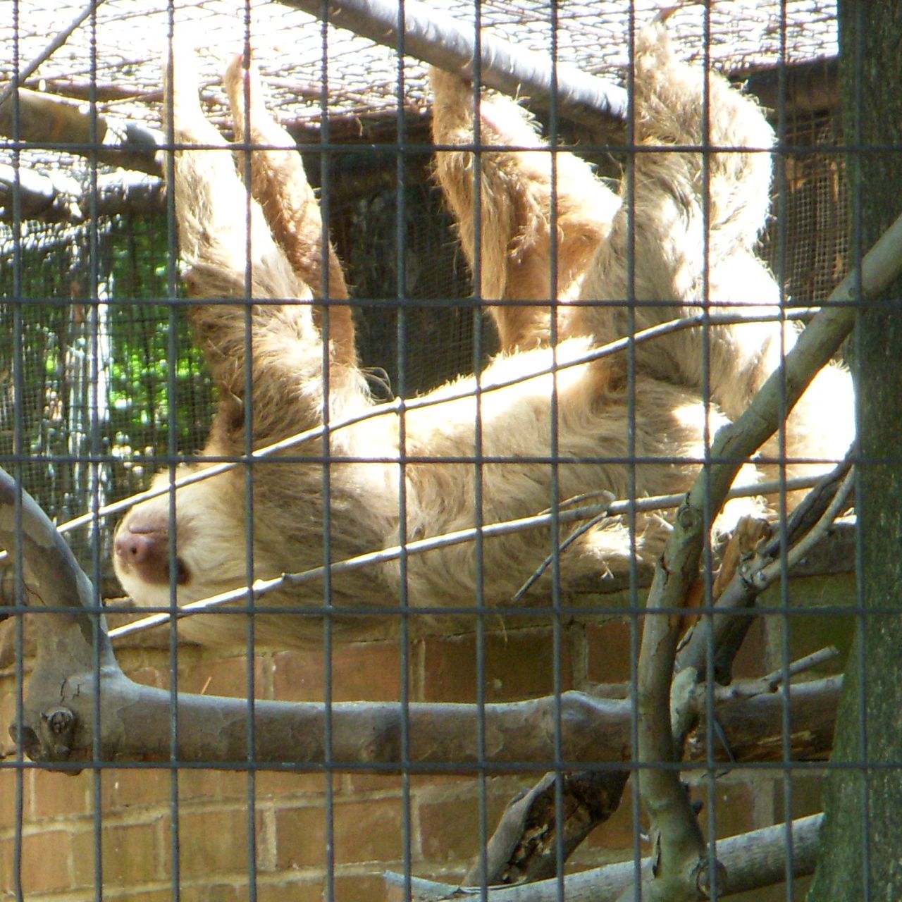 slothtwo-toedbrandywinezoo.jpg - Two Toed Sloth Brandywine Zoo