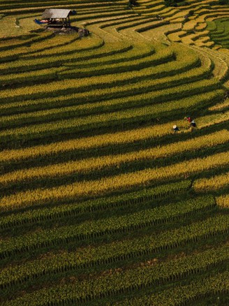 Bộ ảnh mùa vàng trên ruộng bậc thang