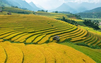 Ruộng bậc thang Sa Pa chín sớm làm 'say lòng' lữ khách